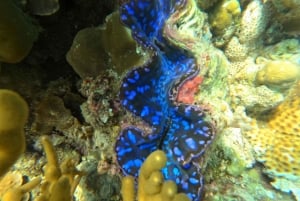 Pemuteran Bali: Menjangan Island Snorkeling Trip with Lunch