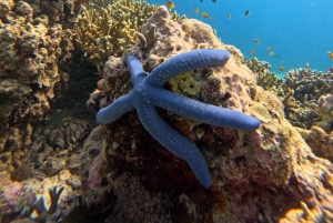 Pemuteran Bali: Menjangan Island Snorkeling Trip with Lunch