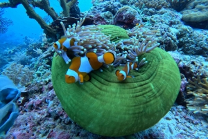 Pemuteran Bali: Menjangan Island Snorkeling Trip with Lunch