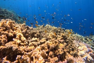 Pemuteran Bali: Menjangan Island Snorkeling Trip with Lunch