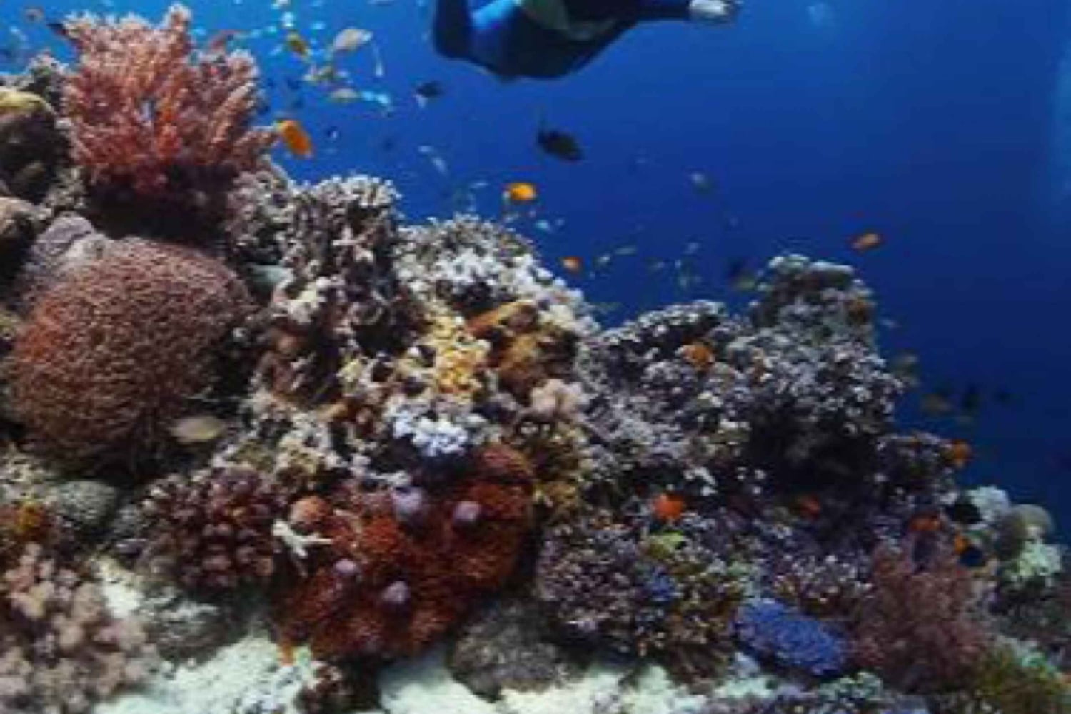 Pemuteran: Biorock Dive Master Internship