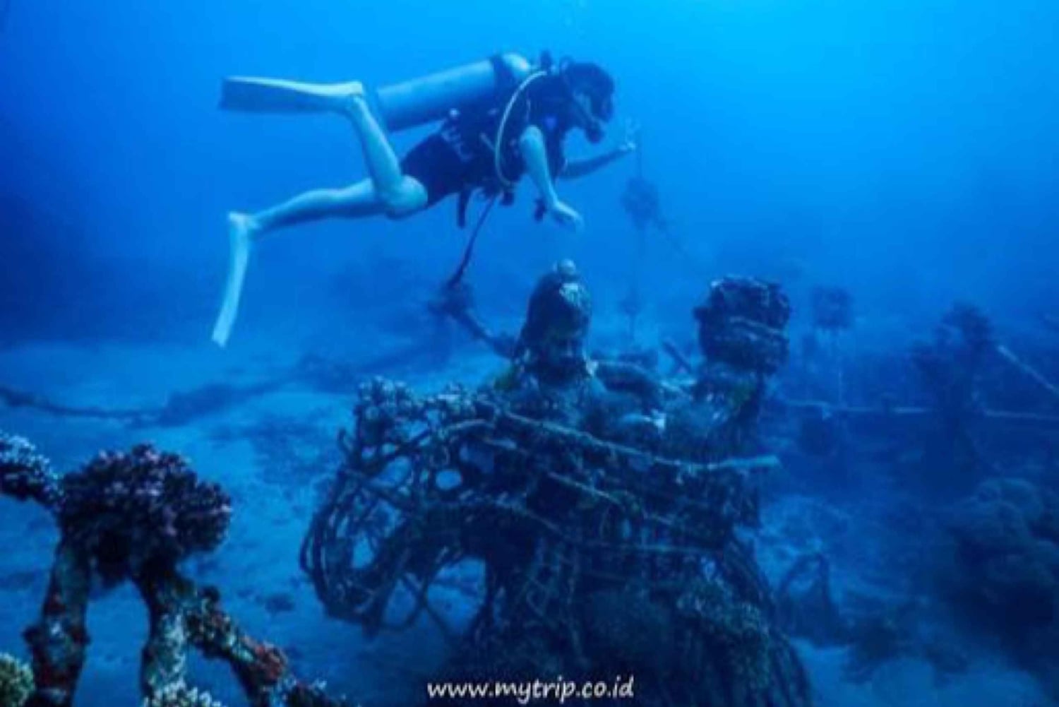 Pemuteran: Biorock Dive Master Internship