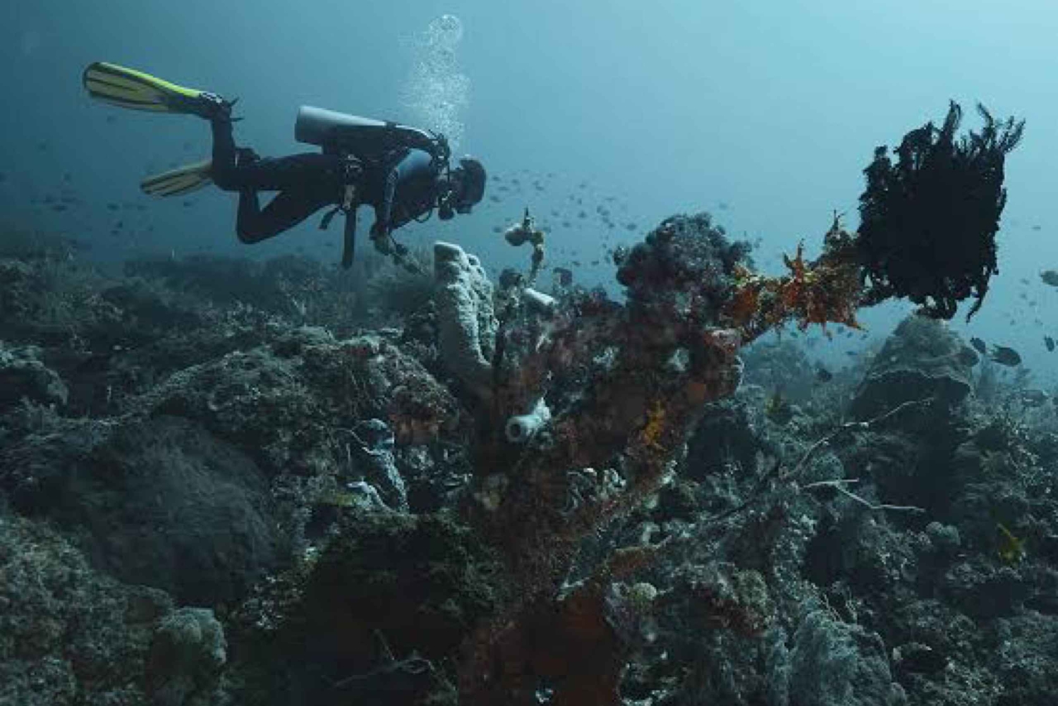 Pemuteran: Biorock Dive Master Internship