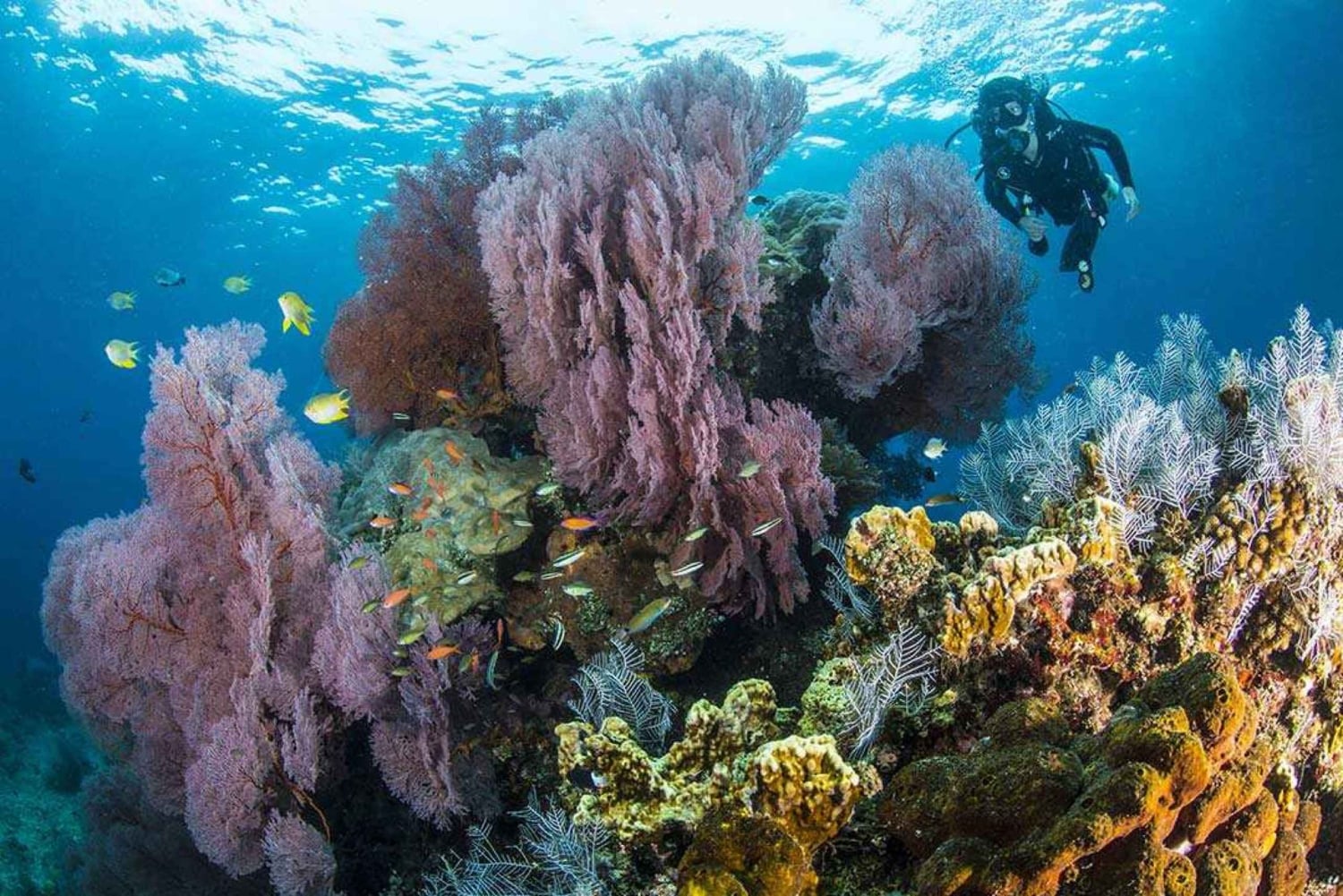 Pemuteran: Biorock Dive Master Internship