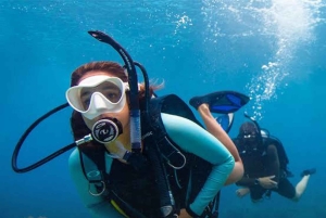 Pemuteran: Biorock Dive Master Internship