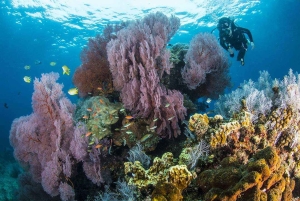 Pemuteran: Biorock Dive Master Internship