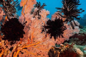 Pemuteran: Biorock Dive Master Internship