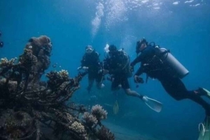 Pemuteran: Biorock Dive Master Internship