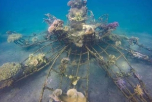 Pemuteran: Biorock Dive Master Internship