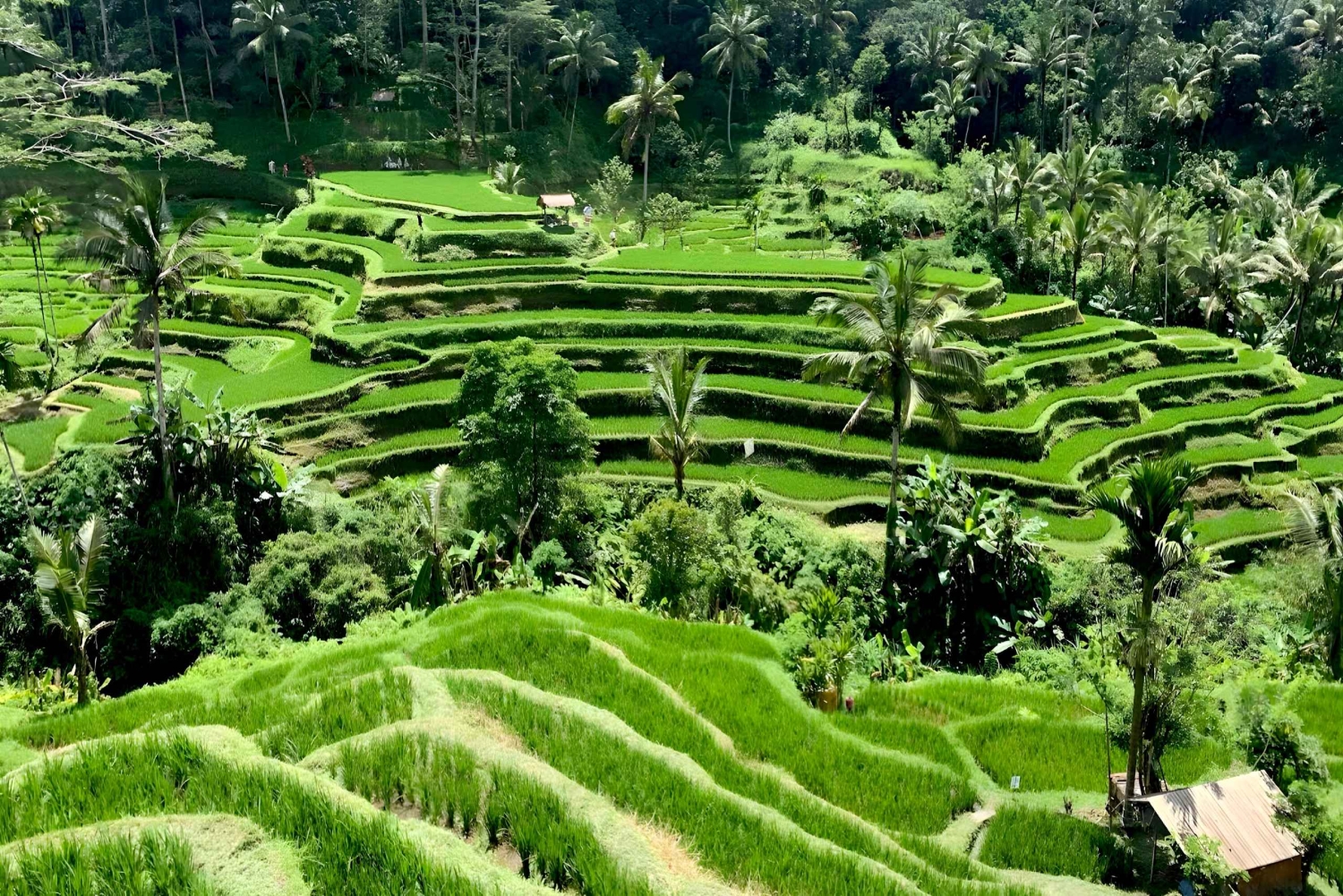 Private Ubud Highlights Midday Tour with Flexible Pickup