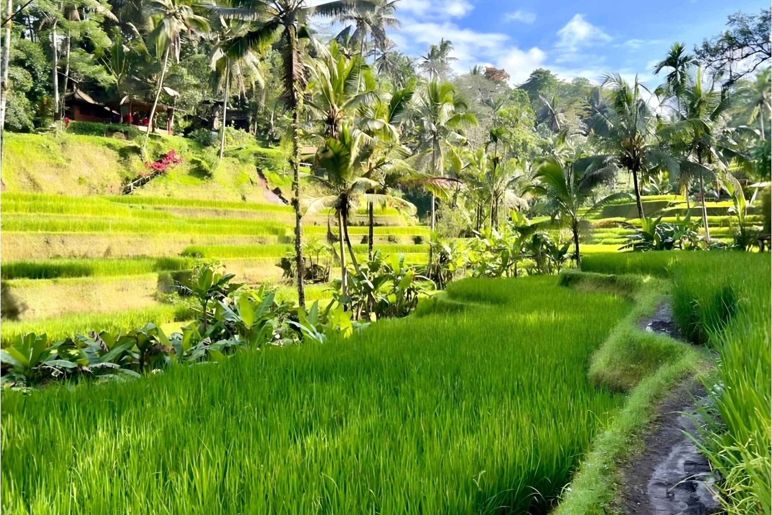 Private Ubud Highlights Midday Tour with Flexible Pickup