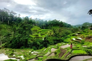 Private Ubud Highlights Midday Tour with Flexible Pickup