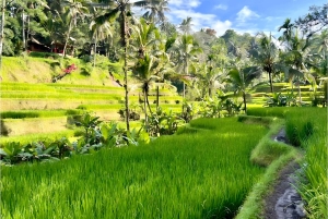 Private Ubud Highlights Midday Tour with Flexible Pickup