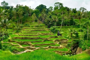 Private Ubud Highlights Midday Tour with Flexible Pickup