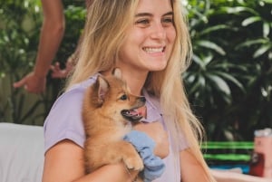 Йога с щенками на Бали, Чангу — лучшее развлечение на Бали