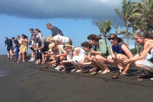 Playa de Saba: Paseo a Caballo y Experiencia de Liberación de Tortugas