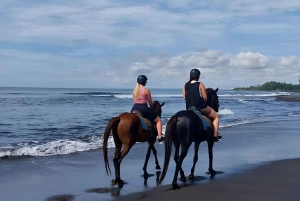 Playa de Saba: Paseo a Caballo y Experiencia de Liberación de Tortugas