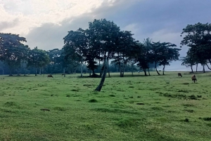 Playa de Saba: Paseo a Caballo y Experiencia de Liberación de Tortugas