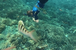 Sanur: Coastal Area Snorkeling Session