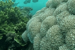 Sanur: Coastal Area Snorkeling Session