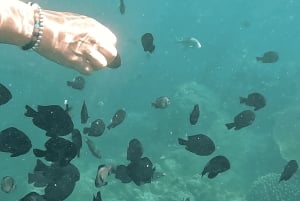 Sanur: Coastal Area Snorkeling Session