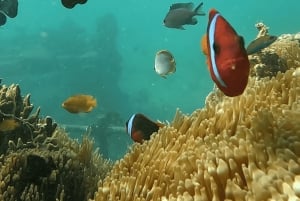 Sanur: Coastal Area Snorkeling Session
