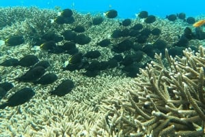 Sanur: Coastal Area Snorkeling Session