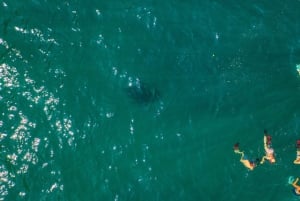 Sanur: Escursione di una giornata a Nusa Penida