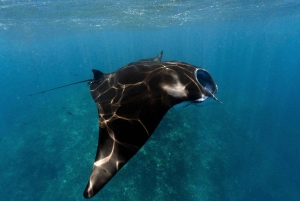 Scuba diving/snorkeling in Nusa Penida with manta rays
