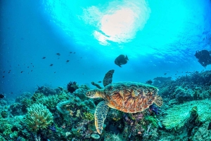 Scuba diving/snorkeling in Nusa Penida with manta rays