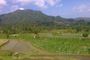 Sidemen Adventures: The Scenic Rice Fields and Village Life