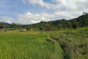 Sidemen Adventures: The Scenic Rice Fields and Village Life