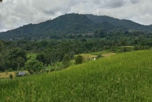 Sidemen Adventures: The Scenic Rice Fields and Village Life