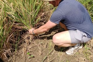 Sidemen Adventures: The Scenic Rice Fields and Village Life