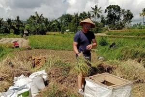 Sidemen Adventures: The Scenic Rice Fields and Village Life