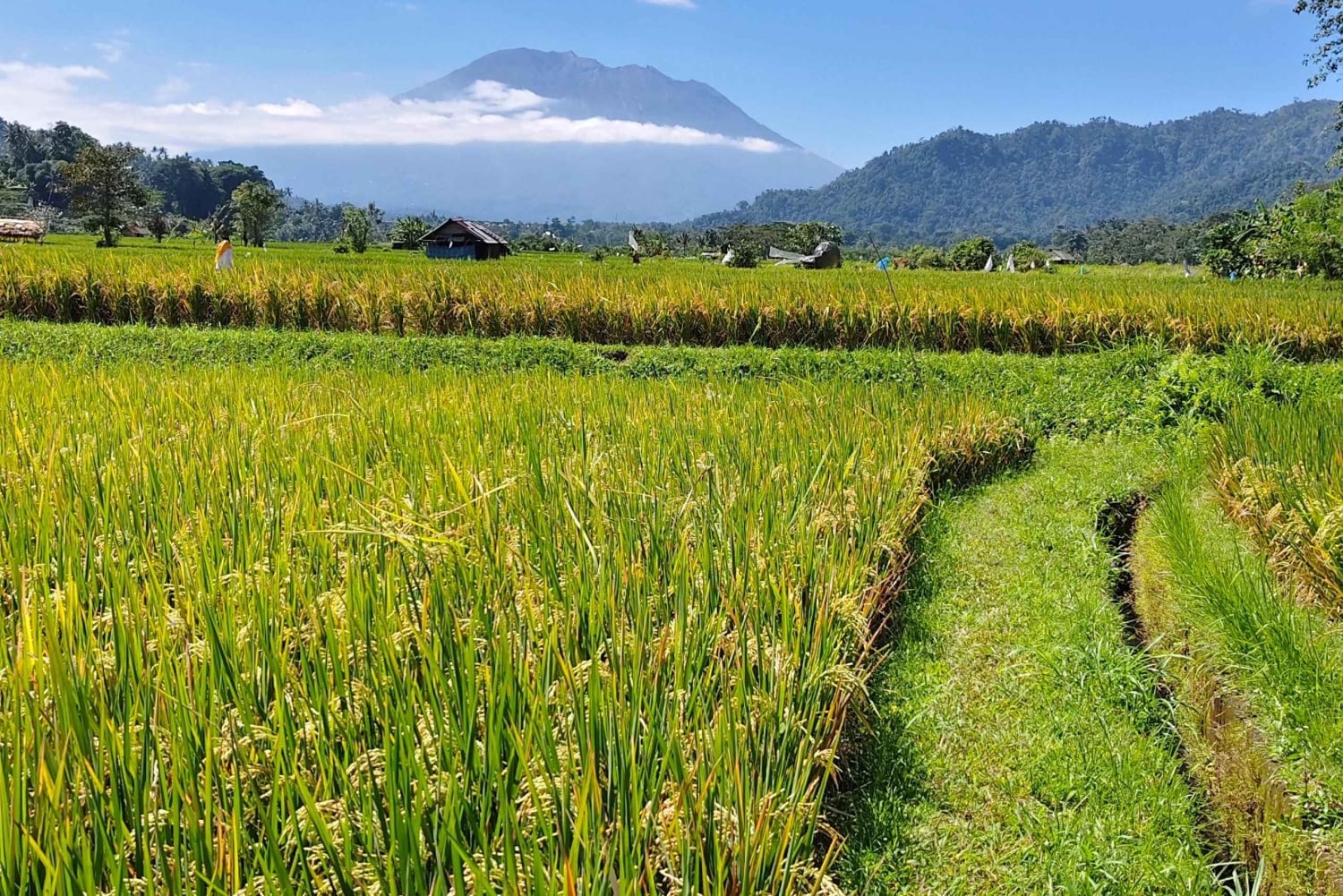 Sidemen: Rice Terraces, Waterfall, & Village Tour