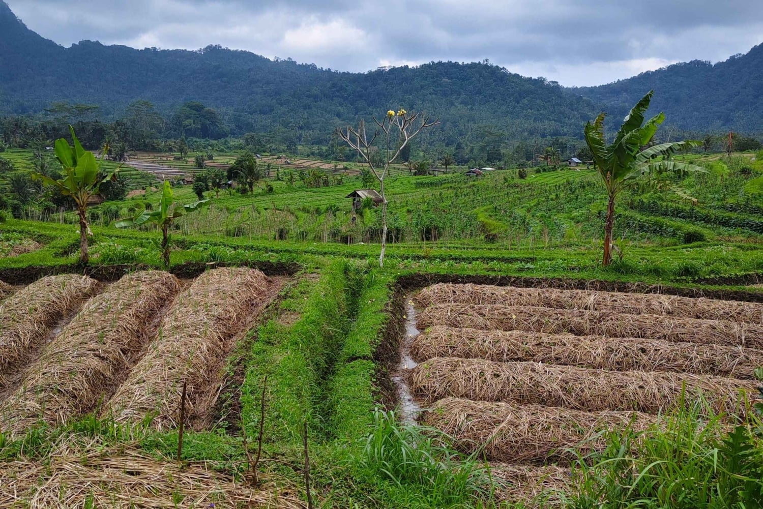 Sidemen: Rice Terraces, Waterfall, & Village Tour