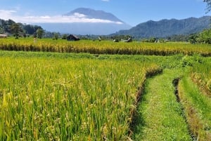 Sidemen: Rice Terraces, Waterfall, & Village Tour