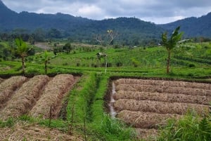 Sidemen: Rice Terraces, Waterfall, & Village Tour