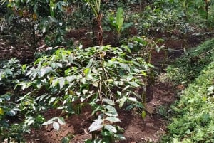 Sidemen: Rice Terraces, Waterfall, & Village Tour