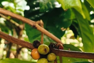 Sidemen: Rice Terraces, Waterfall, & Village Tour