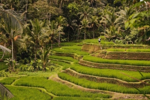 Sightseeing Ubud Monkey forest, Rice terrace and Waterfall