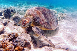 Schnorcheln auf Gili Trawangan, Gili Air und Gili Meno von Lombok aus