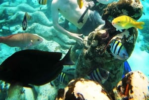 Schnorcheln auf Gili Trawangan, Gili Air und Gili Meno von Lombok aus