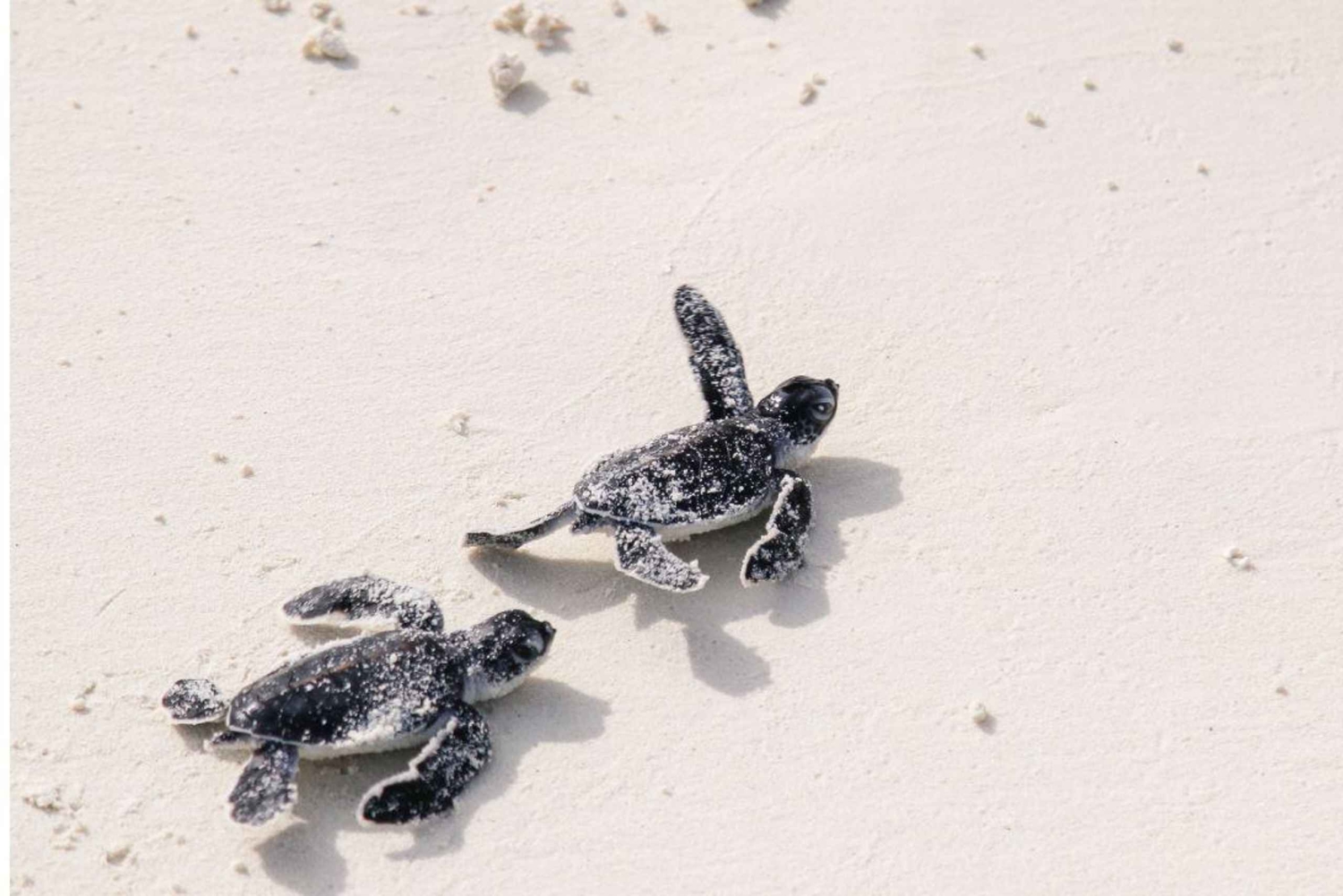 Bali Sud : excursion à Turtle Island en bateau à fond de verre