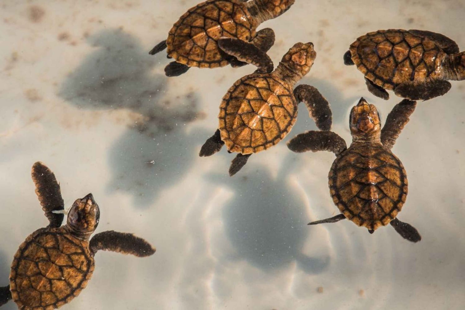 Bali Sud : excursion à Turtle Island en bateau à fond de verre