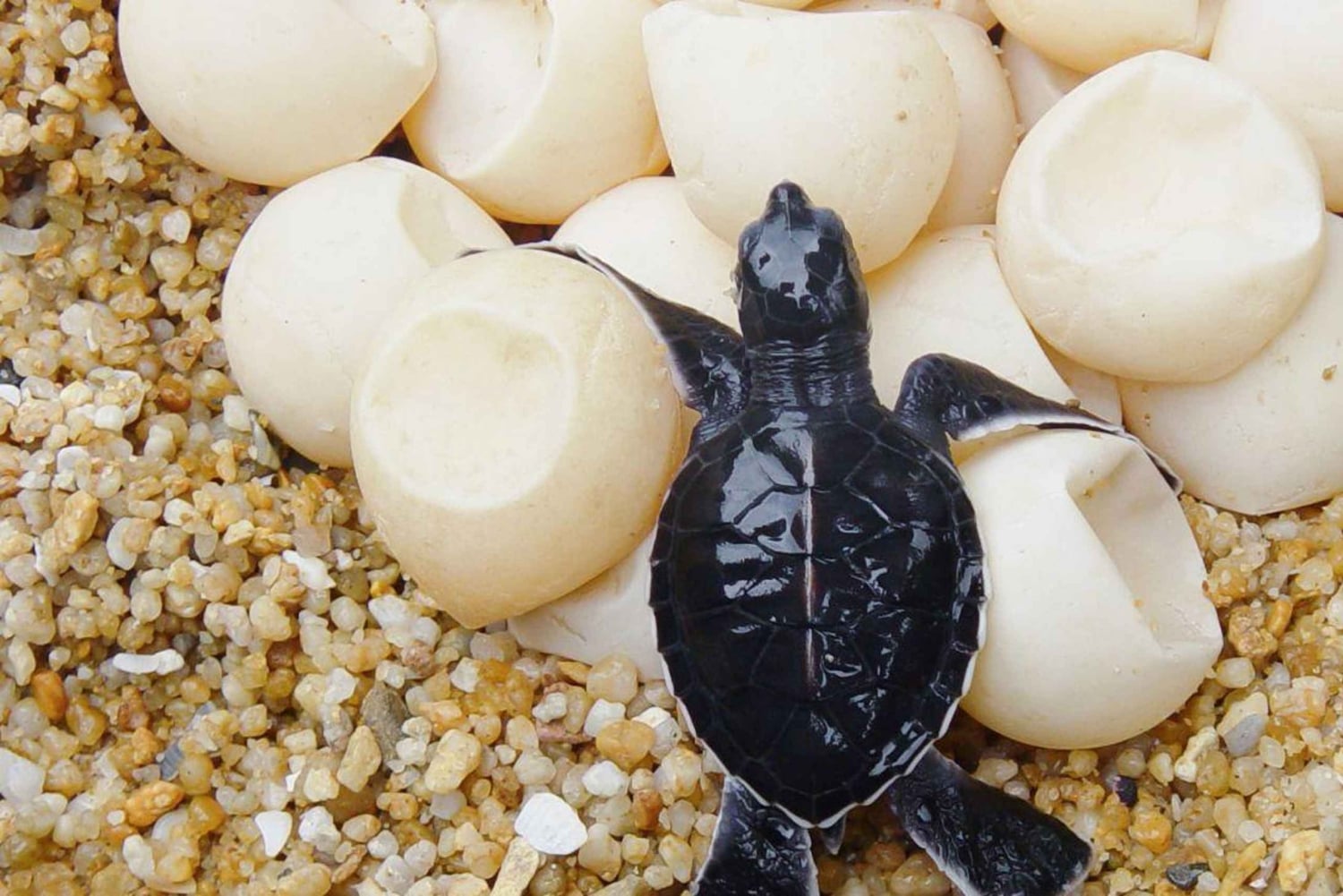 Bali Sud : excursion à Turtle Island en bateau à fond de verre