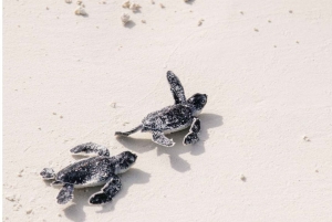 Bali Sud : excursion à Turtle Island en bateau à fond de verre
