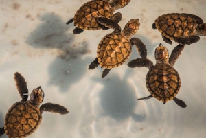 Bali Sud : excursion à Turtle Island en bateau à fond de verre
