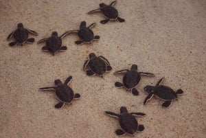 Bali Sud : excursion à Turtle Island en bateau à fond de verre